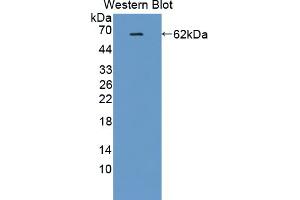 Figure. (Protein Red (IK) (AA 1-192) 抗体)