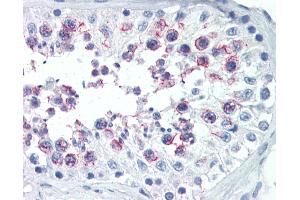 Anti-SMURF1 antibody IHC of human testis. (SMURF1 抗体  (AA 66-96))