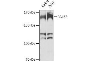 Western blot analysis of extracts of various cell lines, using PALB2 antibody. (PALB2 抗体)