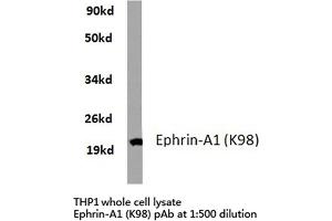 Western blot (WB) analyzes of Ephrin-A1 antibody in extracts from THP1 cells. (Ephrin A1 抗体)