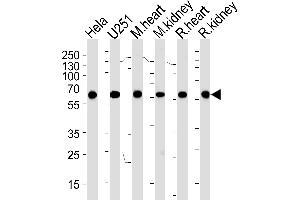 Western blot analysis of lysates from Hela,  cell line, mouse heart and kidney, rat heart and kidney tissue (from left to right), using PHB Antibody (ABIN1882046 and ABIN2838486). (BBS4 抗体  (AA 1-240))