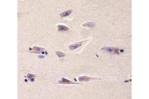 Immunohistochemical analysis of paraffin-embedded human brain section using DHFR antibody