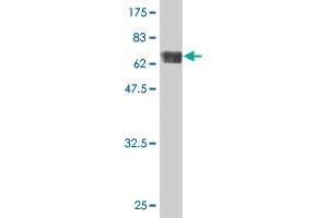 Western Blot detection against Immunogen (75. (TUBA4A 抗体  (AA 1-448))