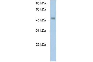 FARS2 antibody used at 5 ug/ml to detect target protein. (FARS2 抗体  (N-Term))