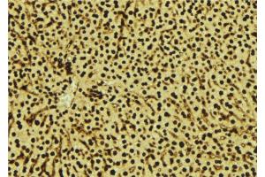 ABIN6277543 at 1/100 staining Mouse liver tissue by IHC-P. (SDCBP 抗体  (Internal Region))