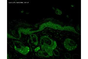 Immunohistochemistry analysis using Mouse Anti-Hsp70 Monoclonal Antibody, Clone N27 . (HSP70/HSC70 抗体  (PE))