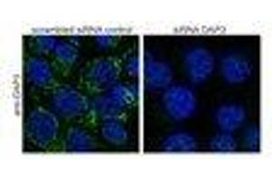 Immunofluorescence (IF) image for Death-Associated Protein 3 (DAP3) peptide (ABIN370267)