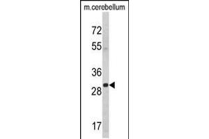 Western blot analysis of YWHAG Antibody in mouse cerebellum tissue lysates (35ug/lane)