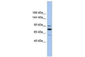 KIF23 antibody used at 1 ug/ml to detect target protein. (KIF23 抗体  (Middle Region))