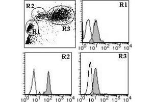 Flow cytometric analysis of CD98hc expression on human lymphocyte (R1), monocyte (R2) and granulocyte (R3) using AM26553FC-S. (SLC3A2 抗体  (FITC))