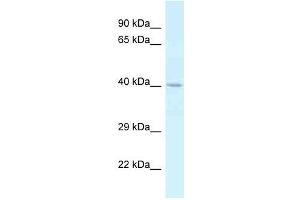 Western Blot showing CTSE antibody used at a concentration of 1.