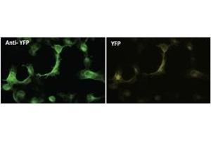 Immunofluorescence (IF) image for anti-Yellow Fluorescent Protein (YFP) antibody (ABIN6254248) (YFP 抗体)