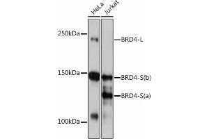 Western blot analysis of extracts of various cell lines, using BRD4 Rabbit mAb (ABIN7265945) at 1:1000 dilution. (BRD4 抗体)