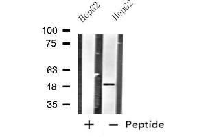 Western blot analysis of extracts from HepG2 cells using HTR1B antibody. (5HT1B Receptor 抗体  (Internal Region))