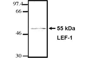Western Blotting (WB) image for anti-Lymphoid Enhancer-Binding Factor 1 (LEF1) (HMG Binding Domain) antibody (ABIN264381) (LEF1 抗体  (HMG Binding Domain))