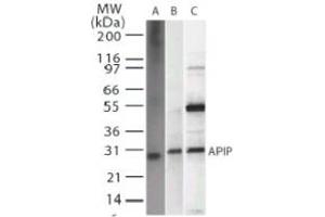 Image no. 1 for anti-APAF1 Interacting Protein (APIP) antibody (ABIN207875) (APIP 抗体)