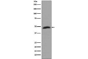 Western blot analysis of Aurora A expression in HepG2 cell lysate.