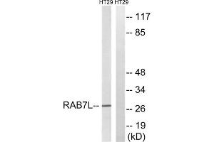 Western blot analysis of extracts from HT-29 cells, using RAB7L1 antibody. (RAB7L1 抗体  (Internal Region))