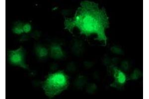 Anti-SMS mouse monoclonal antibody (ABIN2454718) immunofluorescent staining of COS7 cells transiently transfected by pCMV6-ENTRY SMS (RC200619). (SMS 抗体)