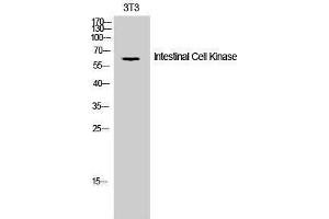 Western Blotting (WB) image for anti-Intestinal Cell (MAK-Like) Kinase (ICK) (Tyr61) antibody (ABIN3175682) (ICK 抗体  (Tyr61))