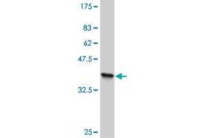 Western Blot detection against Immunogen (36. (TLN1 抗体  (AA 1052-1149))