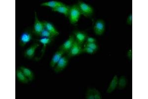 Immunofluorescence (IF) image for anti-MOB1, Mps One Binder Kinase Activator-Like 1B (MOBKL1B) (AA 2-216) antibody (ABIN7160116)