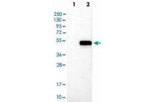 Western blot analysis of Lane 1: Negative control (vector only transfected HEK293T lysate), Lane 2: Over-expression Lysate (Co-expressed with a C-terminal myc-DDK tag (~3. (NFE2 抗体)