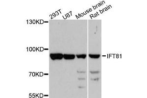 Western blot analysis of extracts of various cell lines, using IFT81 antibody (ABIN6293234) at 1:3000 dilution. (IFT81 抗体)