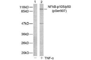 Western blot analysis of extract from HeLa cells untreated or treated with TNF-α using NF-κB p105/p50 (phospho-Ser907) antibody (E011019). (NFKB1 抗体  (pSer907))