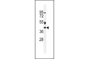 NT5DC4 Antibody (Center) (ABIN655355 and ABIN2844914) western blot analysis in HepG2 cell line lysates (35 μg/lane). (NT5DC4 抗体  (AA 172-200))