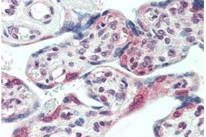 Human Placenta (formalin-fixed, paraffin-embedded) stained with CENPF antibody ABIN396951 at 10 ug/ml followed by biotinylated anti-mouse IgG secondary antibody ABIN481714, alkaline phosphatase-streptavidin and chromogen. (CENPF 抗体  (AA 1759-2093))