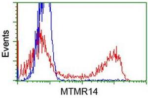 HEK293T cells transfected with either RC207732 overexpress plasmid (Red) or empty vector control plasmid (Blue) were immunostained by anti-MTMR14 antibody (ABIN2453332), and then analyzed by flow cytometry. (MTMR14 抗体)