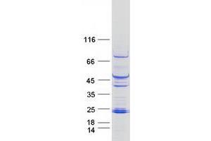 Validation with Western Blot (PHLDA2 Protein (Myc-DYKDDDDK Tag))
