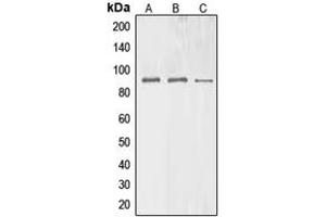 Western blot analysis of BAG3 expression in HEK293T (A), Raw264. (BAG3 抗体  (Center))