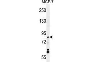 WDR27 Antibody (N-term) western blot analysis in MCF-7 cell line lysates (35 µg/lane). (WDR27 抗体  (N-Term))