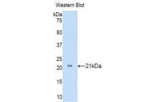 Western Blotting (WB) image for anti-Interleukin 17 Receptor A (IL17RA) (AA 377-534) antibody (ABIN1859360)