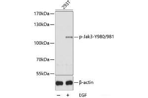 Western blot analysis of extracts of 293T cells using Phospho-Jak3(Y980/981) Polyclonal Antibody. (JAK3 抗体  (pTyr980, pTyr981))