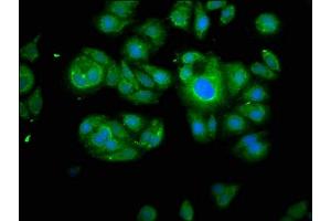 Immunofluorescence (IF) image for anti-Calpain 2 (CAPN2) (AA 20-700), (Catalytic Subunit) antibody (ABIN7146540)