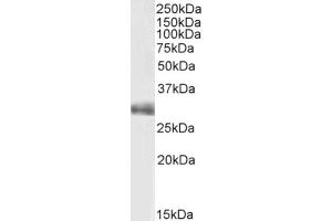 FGF5 抗体  (C-Term)