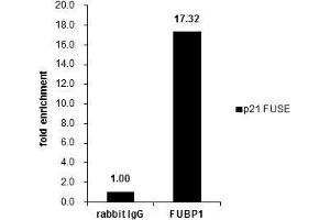 ChIP Image Cross-linked ChIP was performed with HeLa chromatin extract and 5 μg of either control rabbit IgG or anti-FUBP1 antibody.