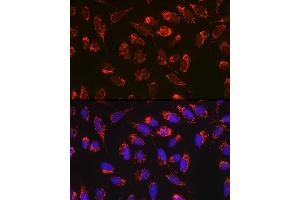 Immunofluorescence analysis of U-2 OS cells using Bax Rabbit mAb  at dilution of 1:100 (40x lens). (BAX 抗体)