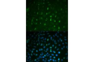 Immunofluorescence analysis of U2OS cell using Phospho-Histone H2A. (H2AFX 抗体  (pSer139))