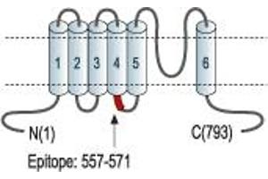 Representative domain view of the target of ABIN7043815.