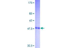 Image no. 1 for Tumor Necrosis Factor alpha (TNF alpha) (AA 1-233) protein (GST tag) (ABIN1323120)