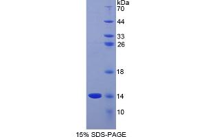 SDS-PAGE analysis of Mouse GnRH Protein. (GNRH1 蛋白)