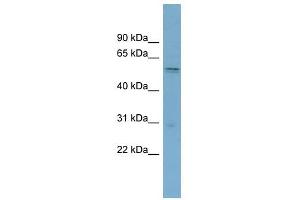 SLC7A11 antibody used at 1 ug/ml to detect target protein. (SLC7A11 抗体)
