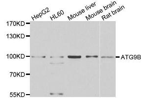 Western blot analysis of extracts of various cell lines, using ATG9B antibody. (ATG9B 抗体  (AA 715-924))