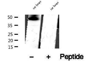 Western blot analysis of extracts of rat heart tissue, using CKMT1A antibody. (CKMT1 抗体  (N-Term))