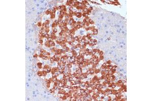 Immunohistochemistry of paraffin-embedded rat pancreas using K antibody (ABIN7268147) at dilution of 1:100 (40x lens). (KANK2 抗体  (AA 1-300))