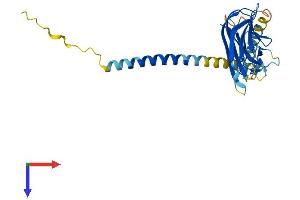 Protein Structure (PS) image for CD40 Ligand (CD40LG) (AA 1-260) protein (His tag) (ABIN7563023)